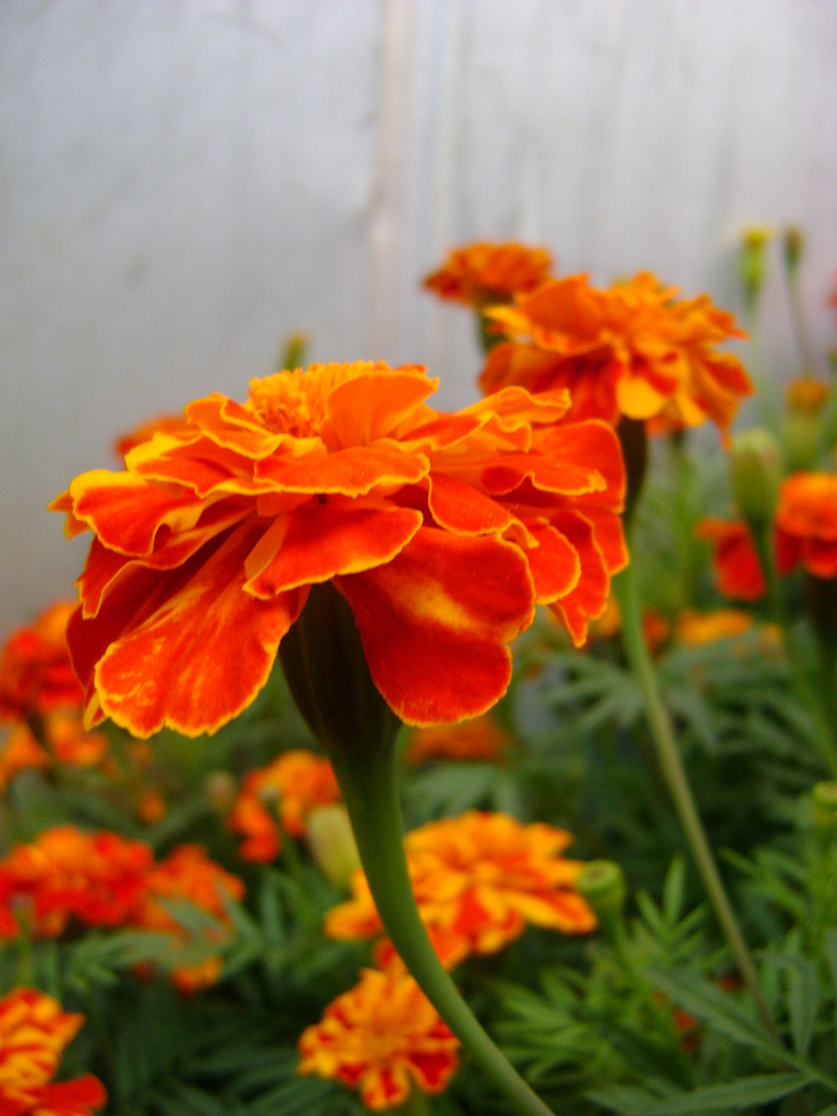 Mexican marigold